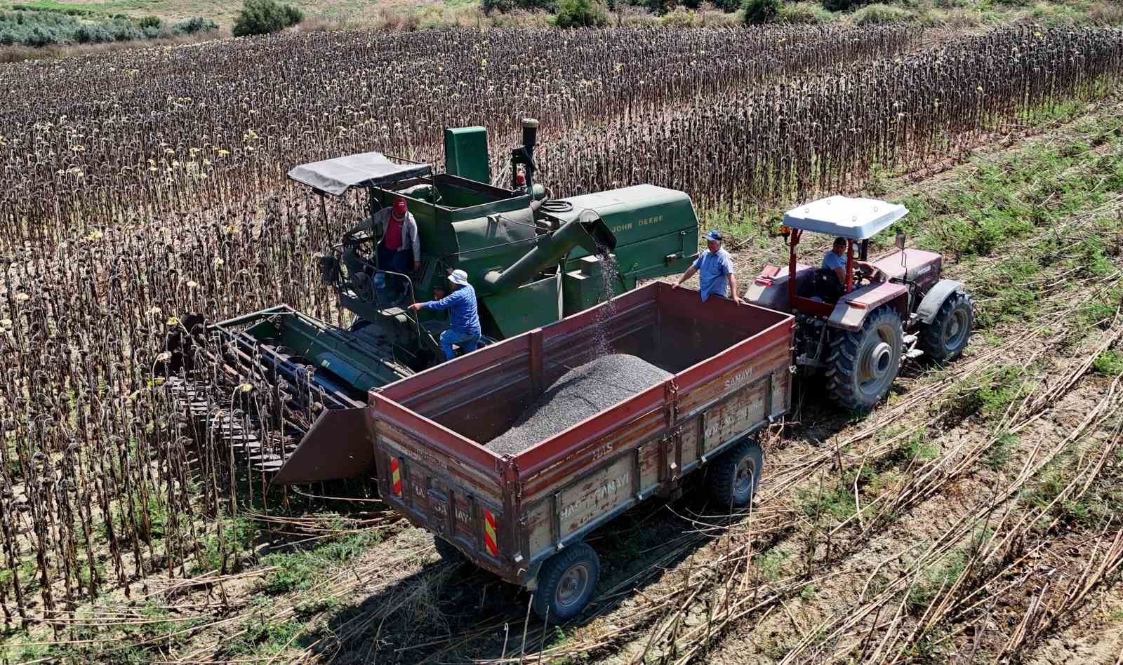 Adana'da Yağlık Ayçiçeği Hasadı Başladı: Rekolte Çiftçiyi Sevindiriyor