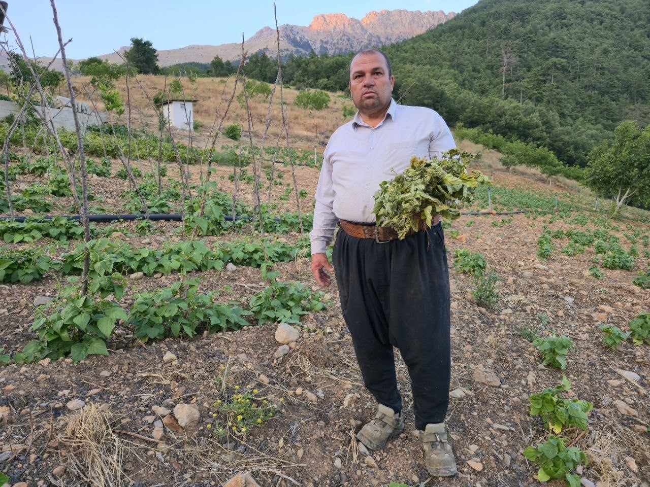 Adana'da Çekirge İstilası Üreticileri Zora Soktu