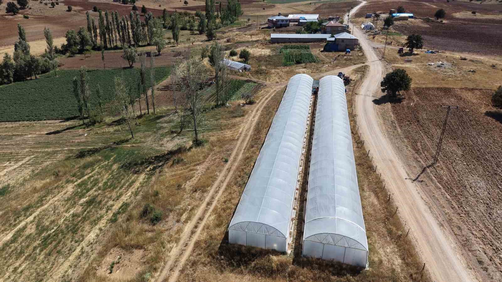 Adana'da Baba-Kız, 1500 Rakımda Domates Serası Kurdu