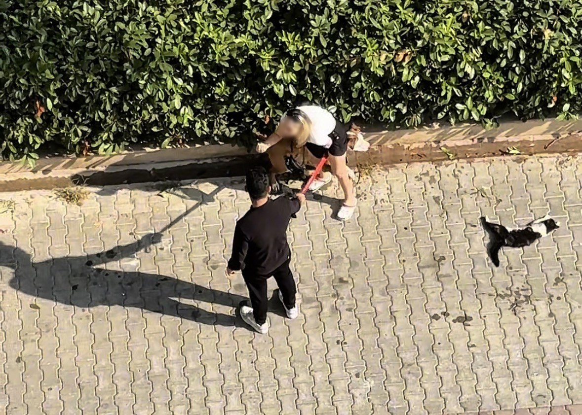 Pitbull Köpek, Ağızlıksız Gezdirilirken Kediye Saldırdı