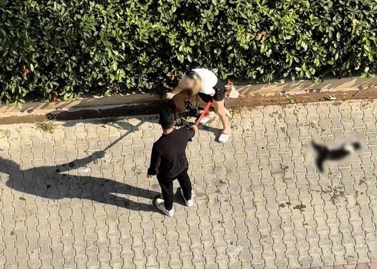 Adana'da Pitbullun Kediyi Parçalamasına 95 Bin Lira Ceza