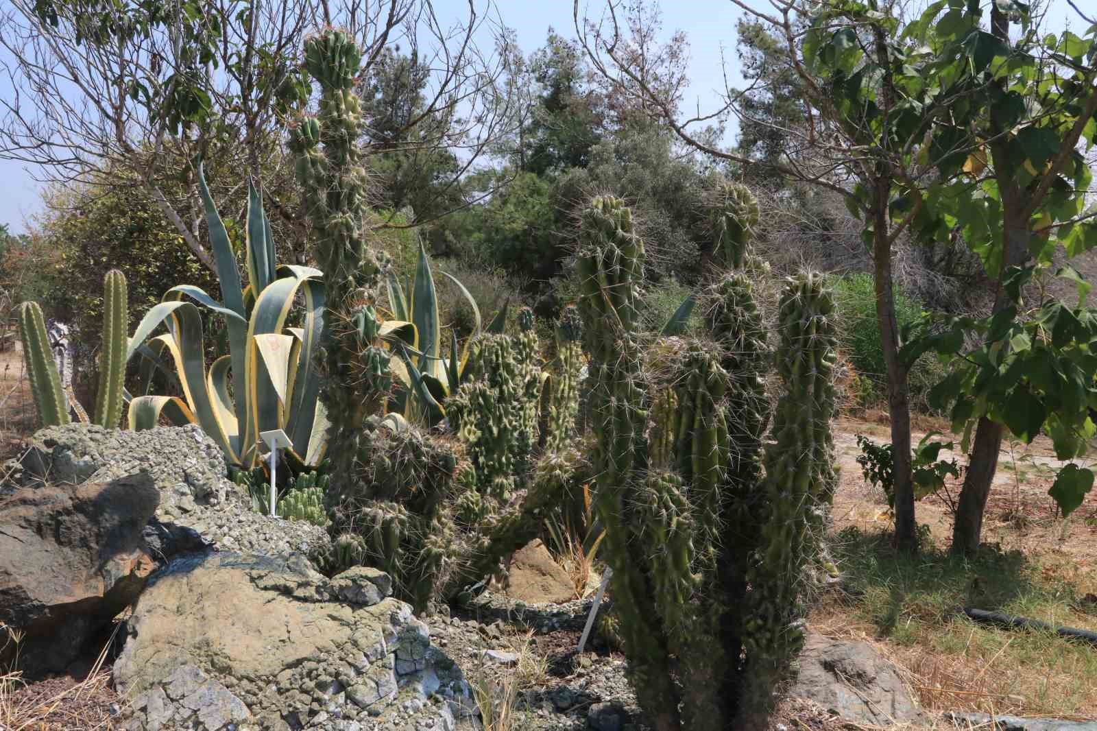 Adana'nın Sıcak İklimi Kaktüsler İçin Cennet