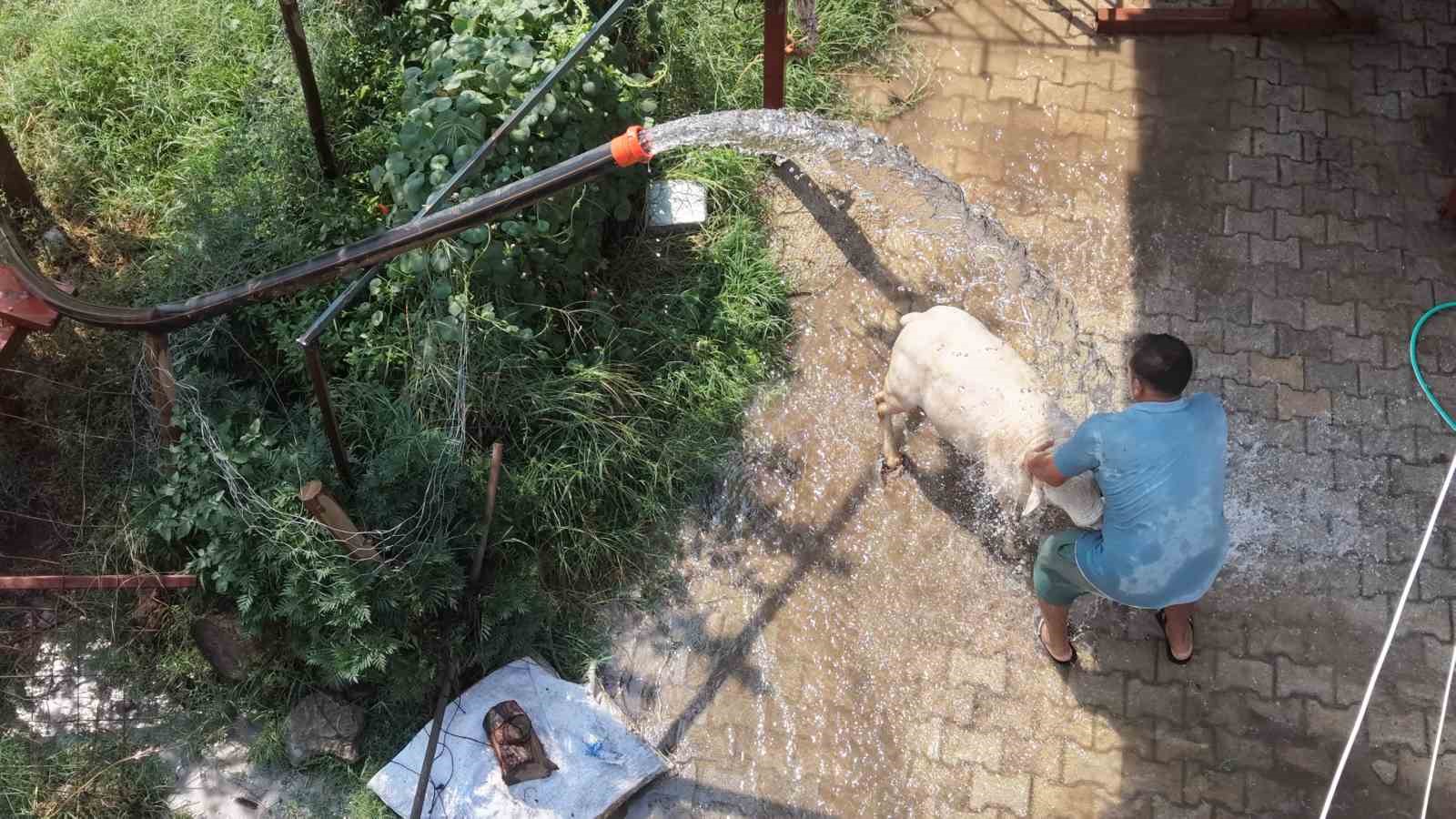 Adana'da 42 Derecede Koyunlar İçin Buzlu Su Seferberliği