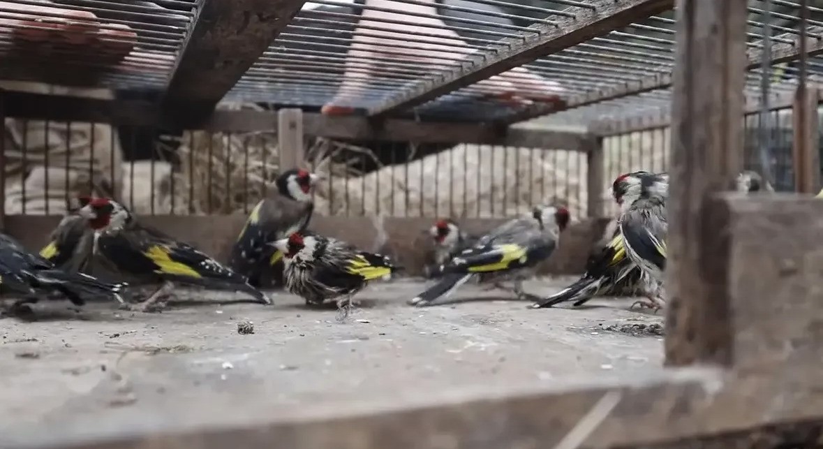 Adana'da Saka Kuşlarına Yasa Dışı Av, 298 Bin Lira Ceza!