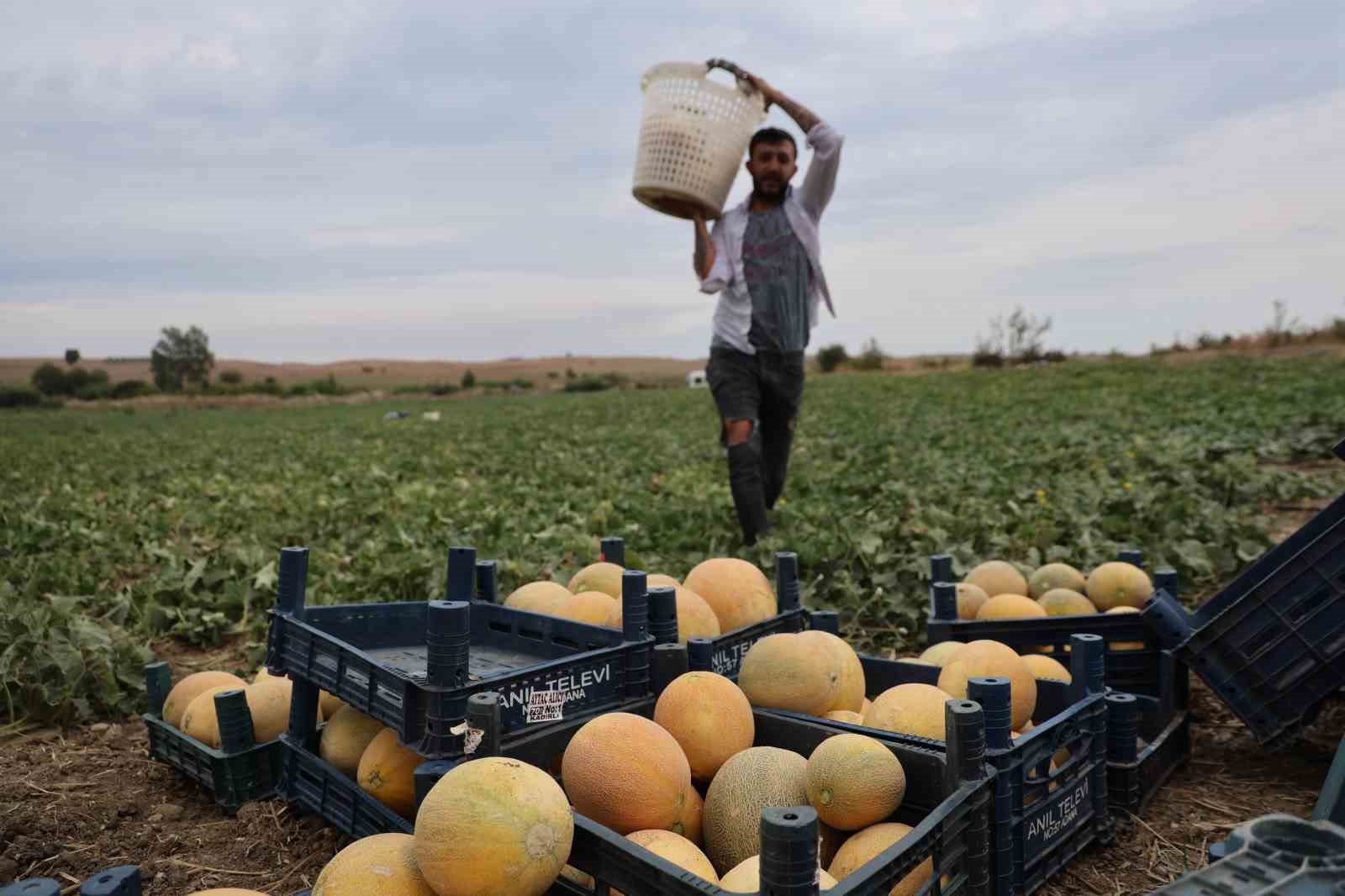 Adana'da Üretici Kavunları Aracıdan Uzak, Tüketiciye Uygun Fiyata Sunuyor
