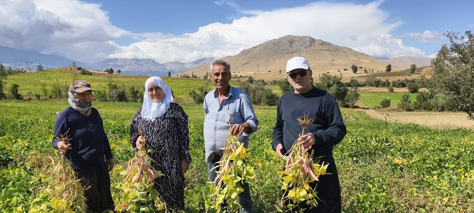 Tufanbeyli'de Coğrafi İşaretli Kuru Fasulye Hasadı Başladı