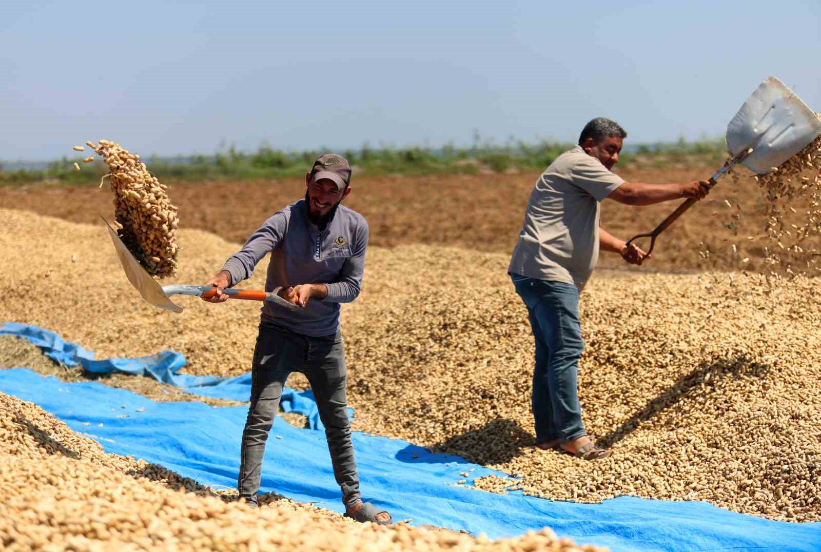 Adana'da Yer Fıstığı Hasadı Başladı: 135 Bin Ton Rekolte Bekleniyor