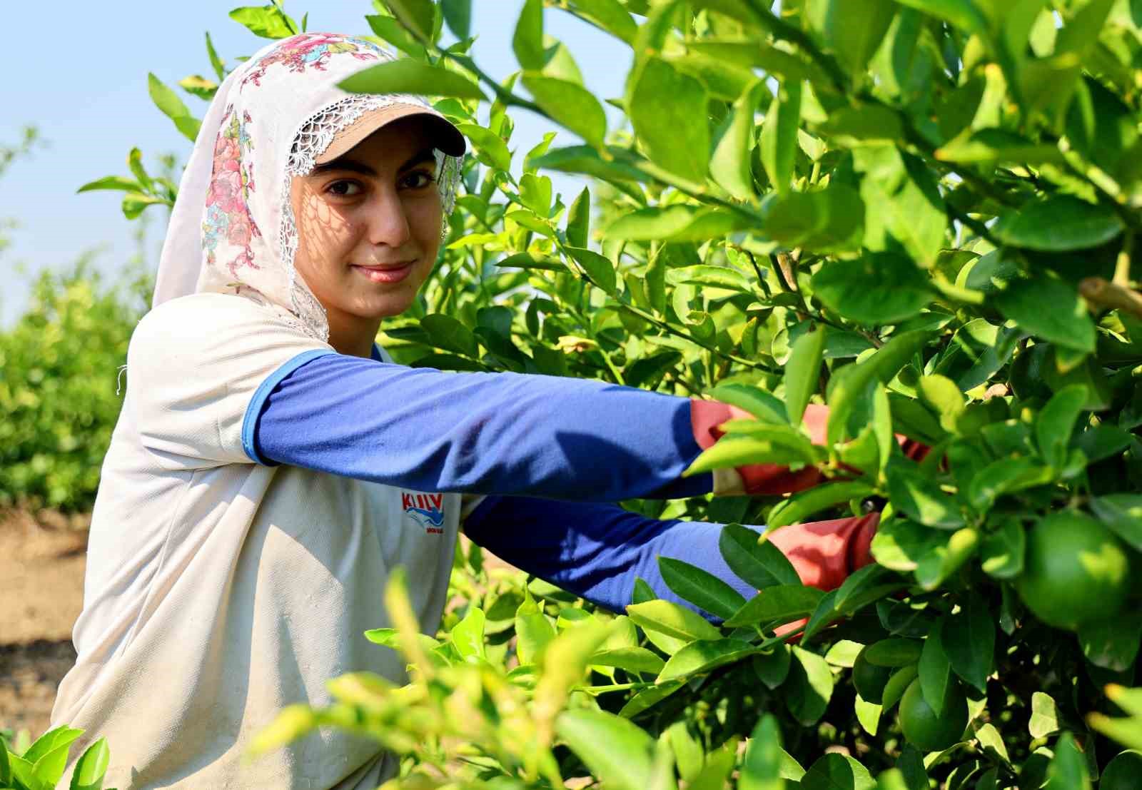 Adana'da Limon Hasadı Başladı: Fiyatlar 6-12 Lira Arasında