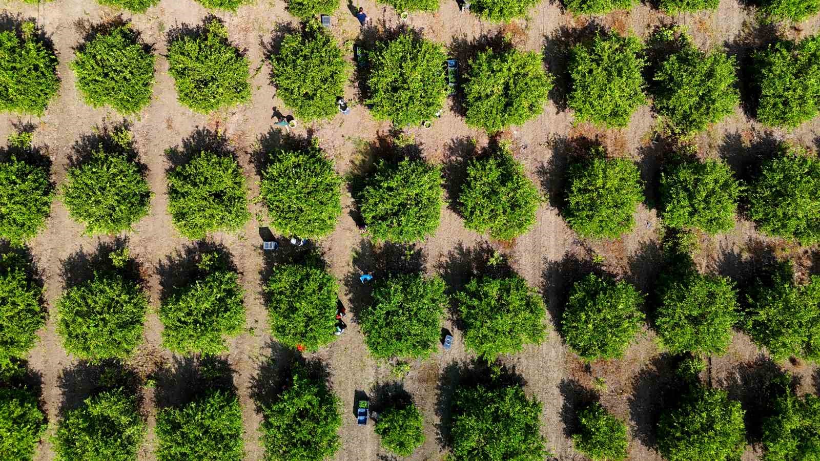 Adana'da Limon Hasadı Yavaşladı, Üreticiler Alternatif İhracat Yolu Arıyor