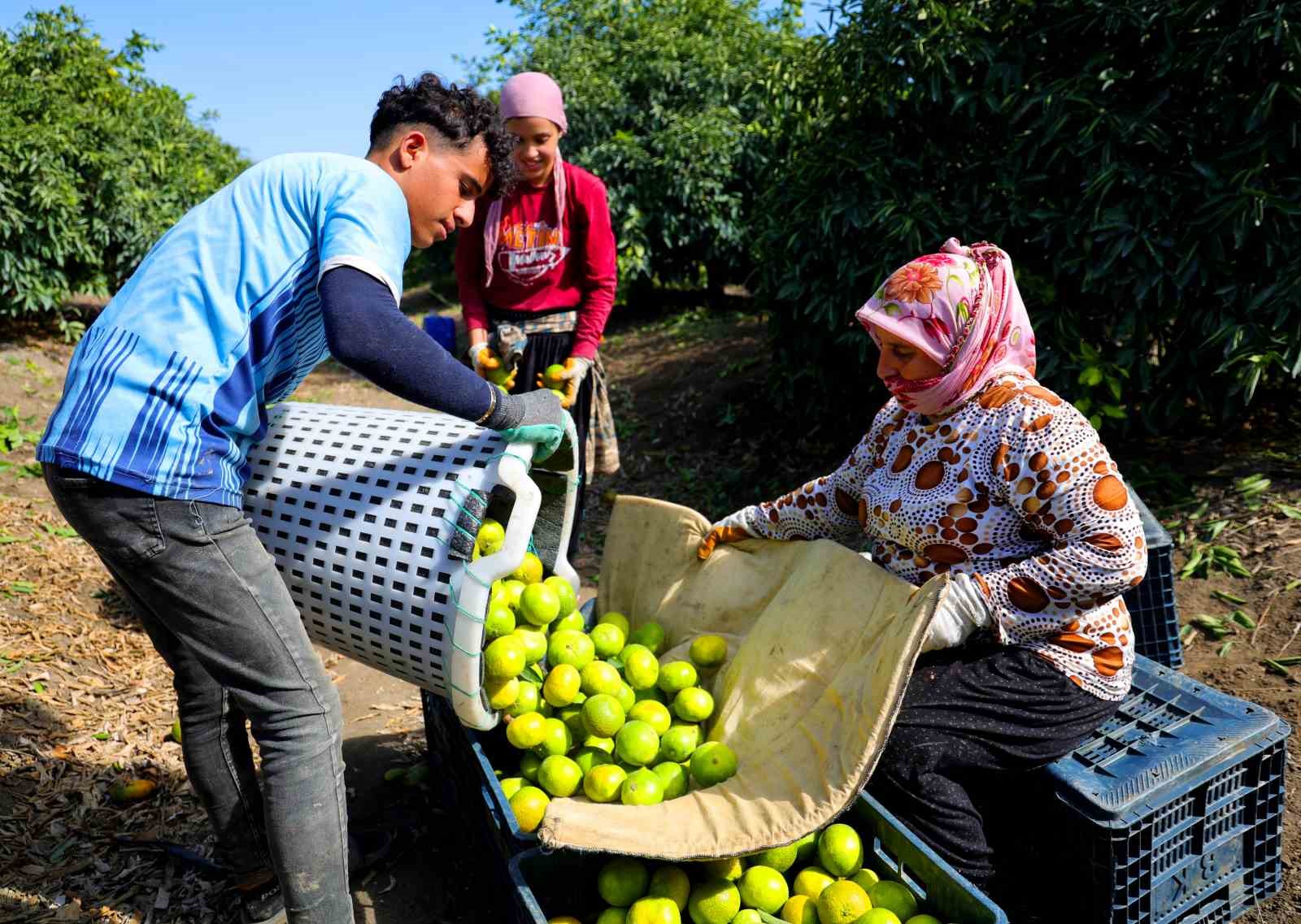Adana’da mandalina hasadı başladı: Fiyatlar 8-10 lira arasında değişiyor