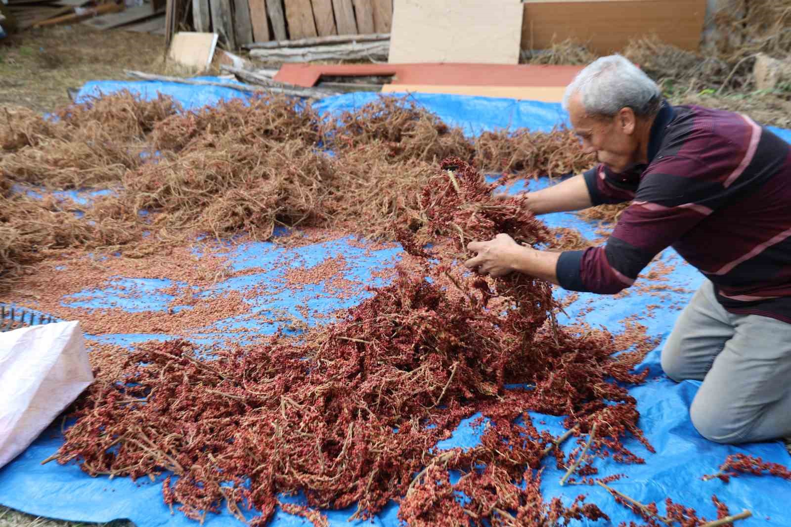 Adana'da Sumak Üretimi Yükselişte: Kilosu 900 TL'yi Buldu