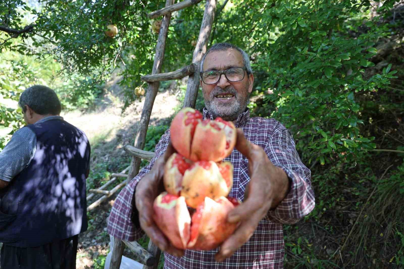 Adana'nın Kuytucak Narında Bereketli Hasat Dönemi