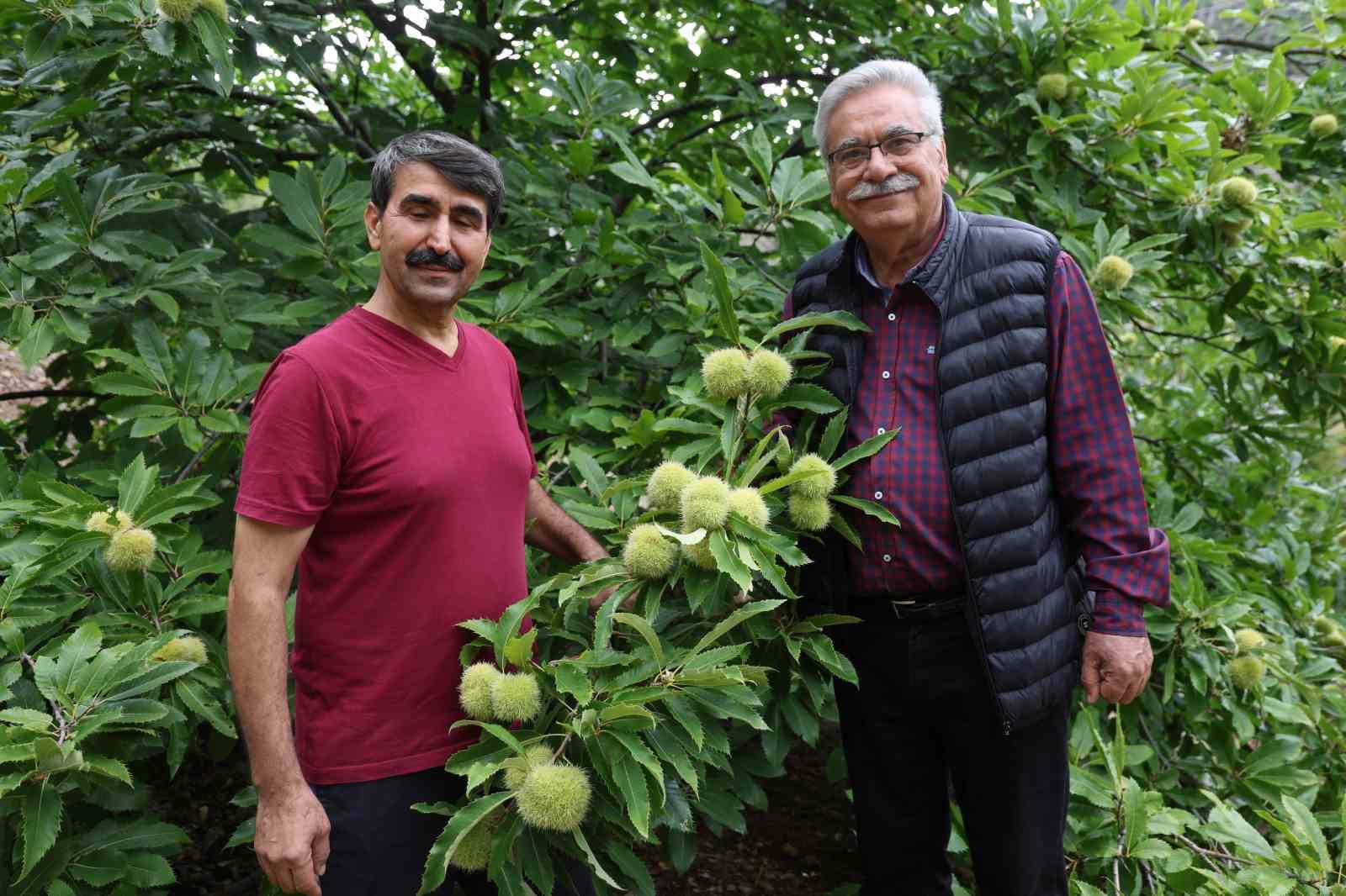 Kestane, Saimbeyli Çiftçisinin Yeni Umudu