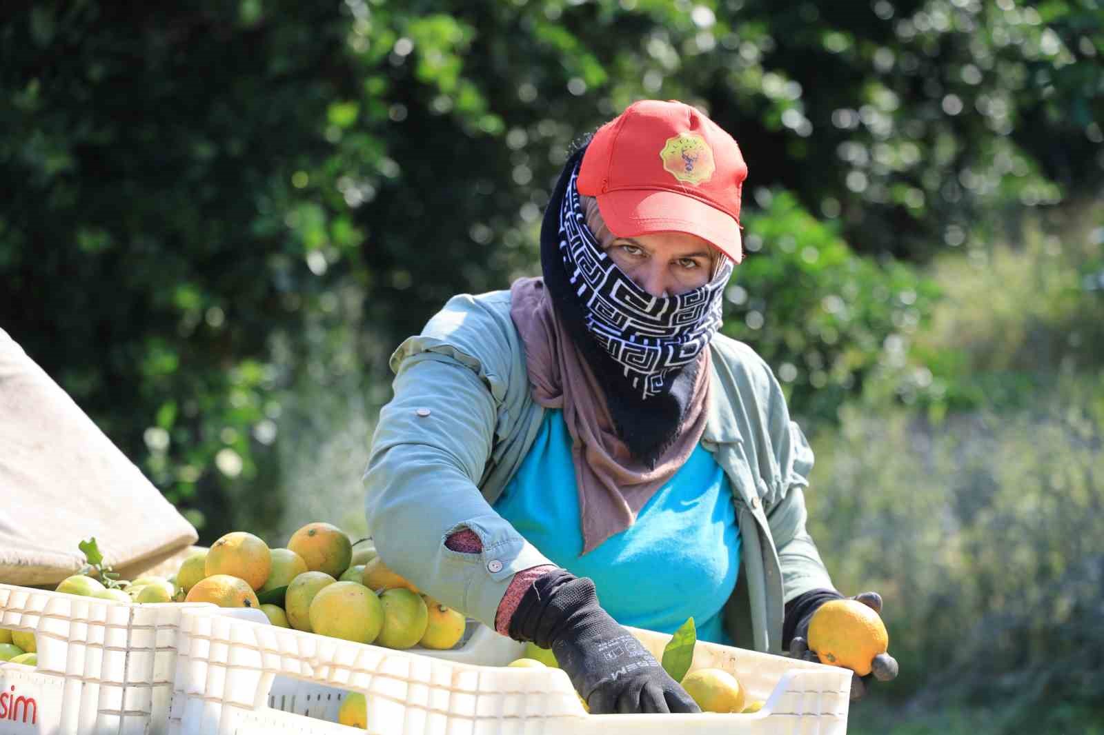 Adana’da Mandalina Fiyatları Dalında 3 Liraya Düştü