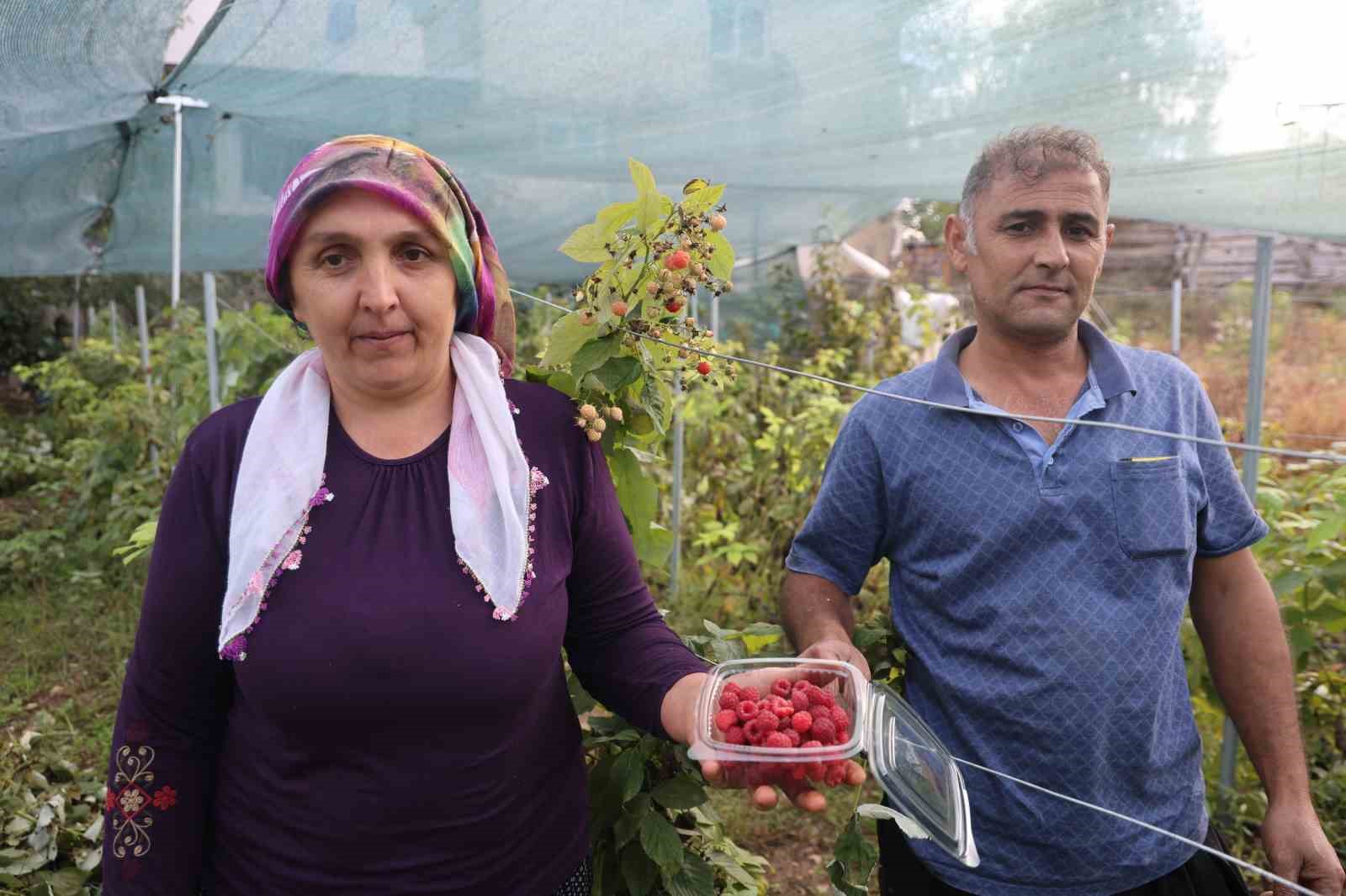 Saimbeyli'de Kadın Üretici Ahududu ile Ekonomiye Katkı Sağlıyor
