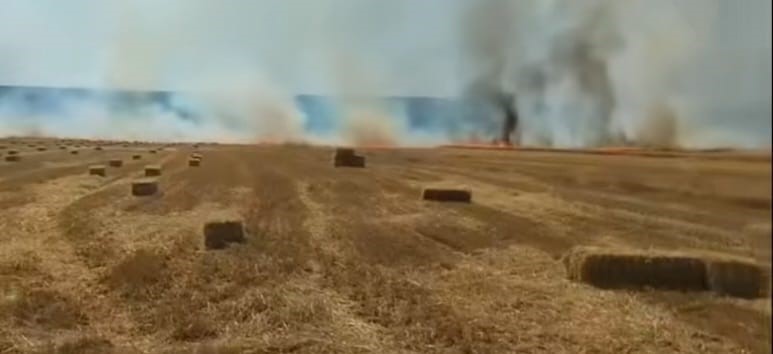 Nallıhan'da Tarlada Yangın Paniği
