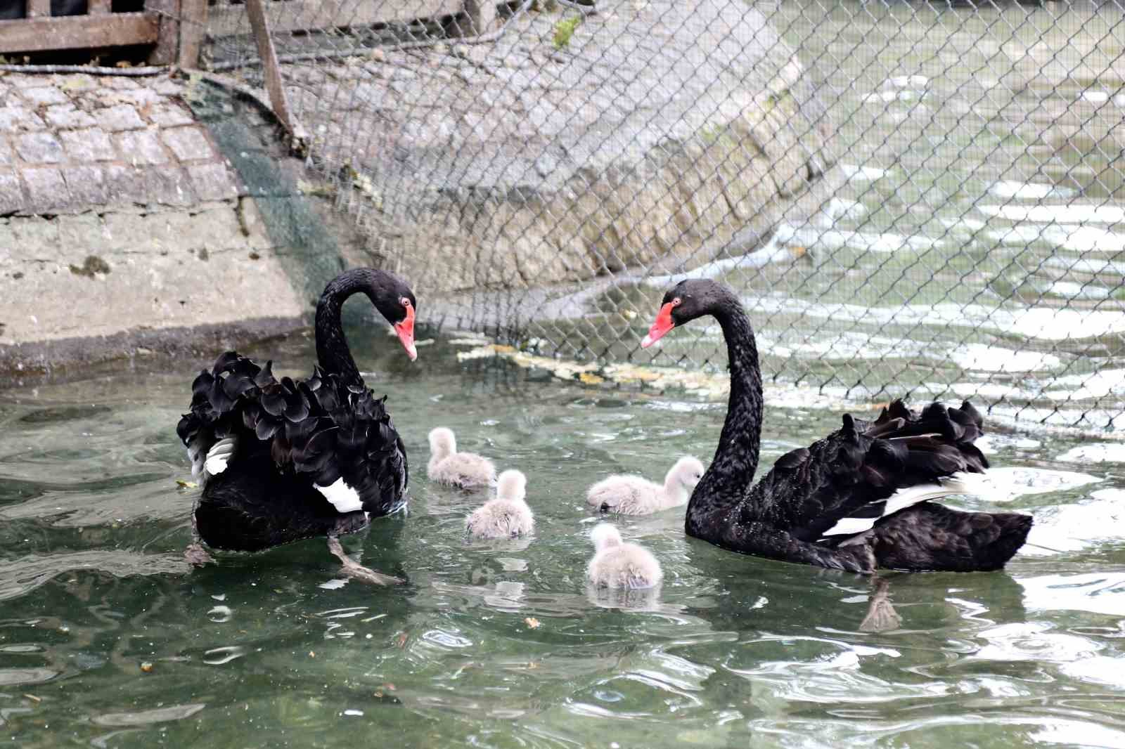 Ankara'nın Kuğulu Park'ında Yavru Kuğu Sevinci