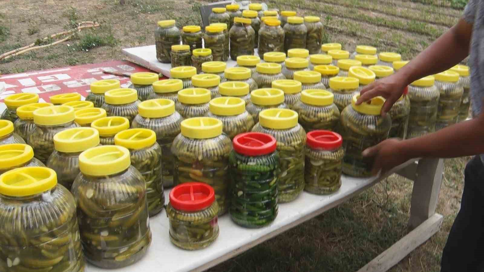 Çubuk'ta Sıcaklara Rağmen İnatla Devam Eden Salatalık Hasadı