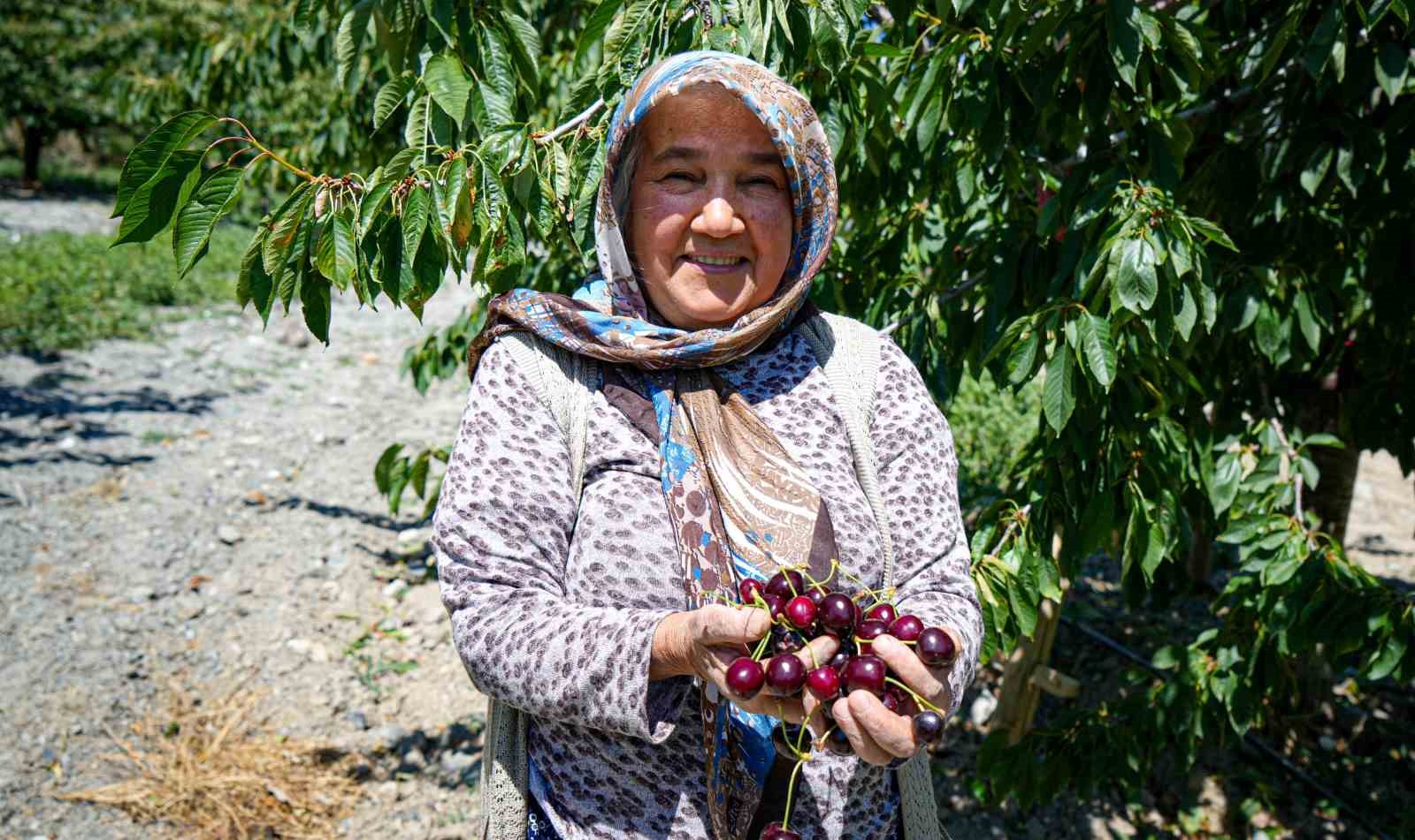 Ankara'nın Kiraz Hasadında Beklentiler Yükseliyor