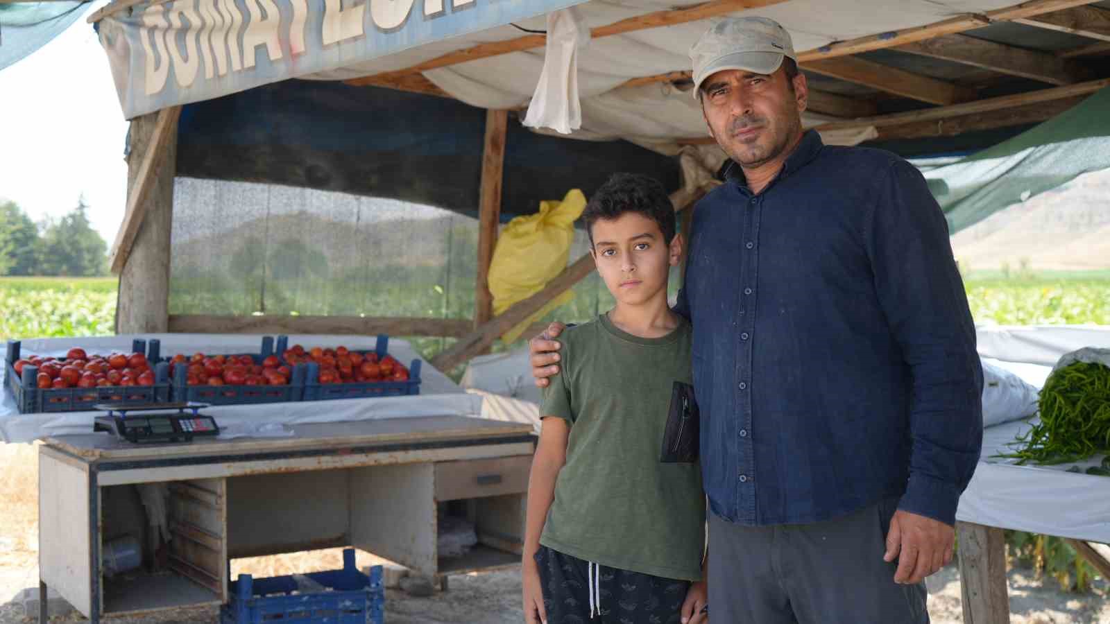 Ayaş Domatesinin Hasat Sezonu Başladı: Taze Lezzetler Tarladan Sofralara