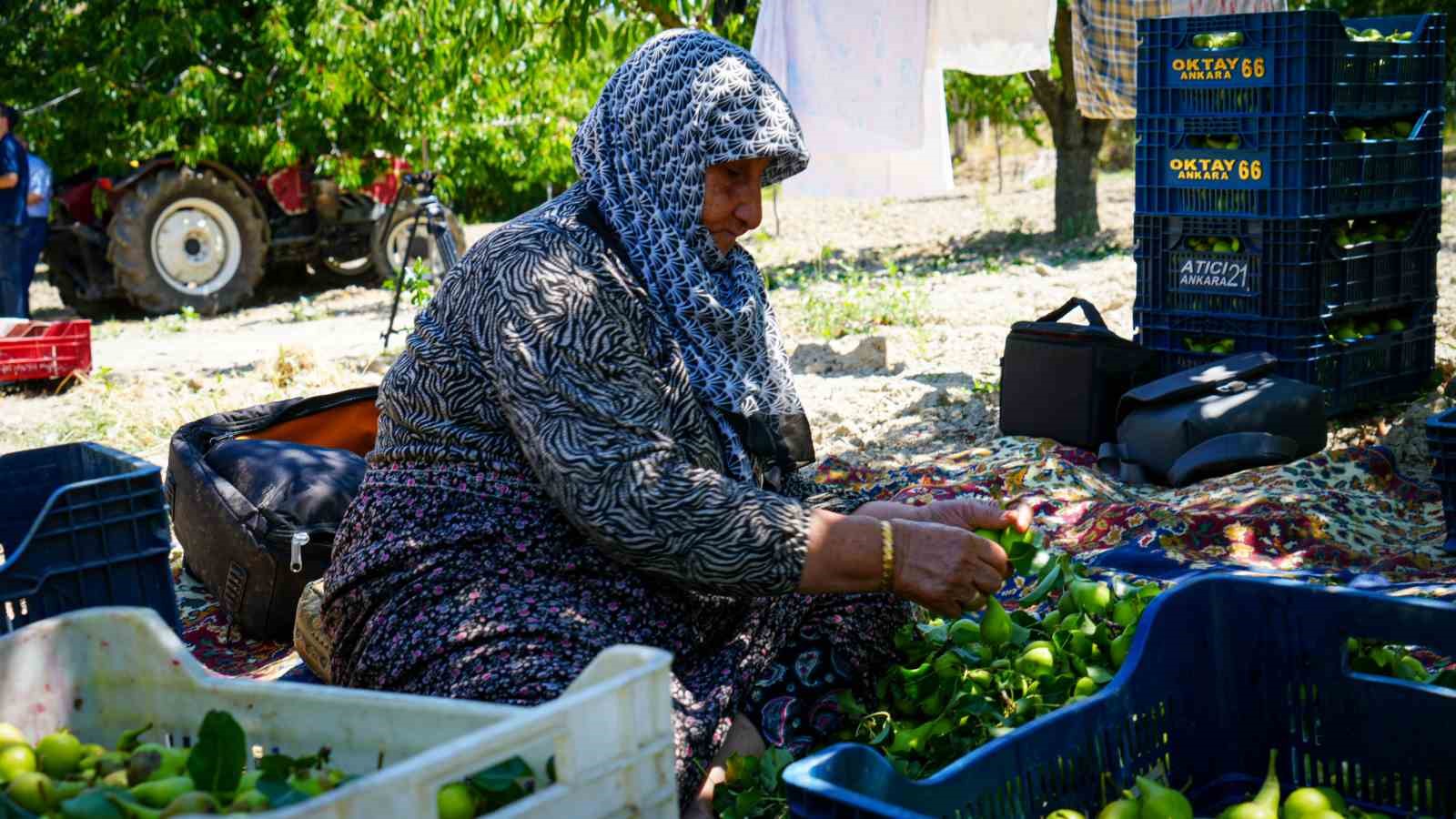 Ankara'da Yaz Armudu Hasadı Başladı: 200 Ton Bekleniyor