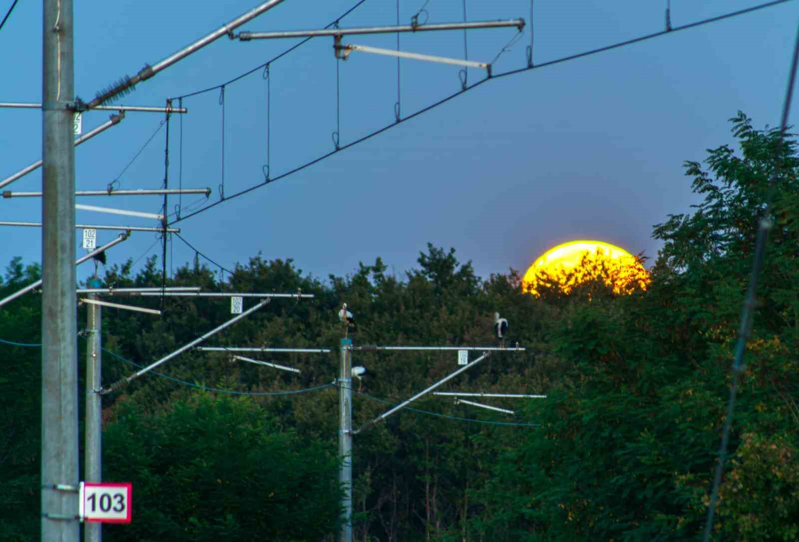 TCDD'den Göçmen Kuşlar İçin Yenilikçi Proje