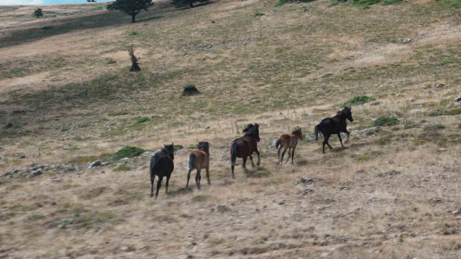 Yılkı Atları Kızılcahamam Yaylalarında Özgürce Yaşıyor