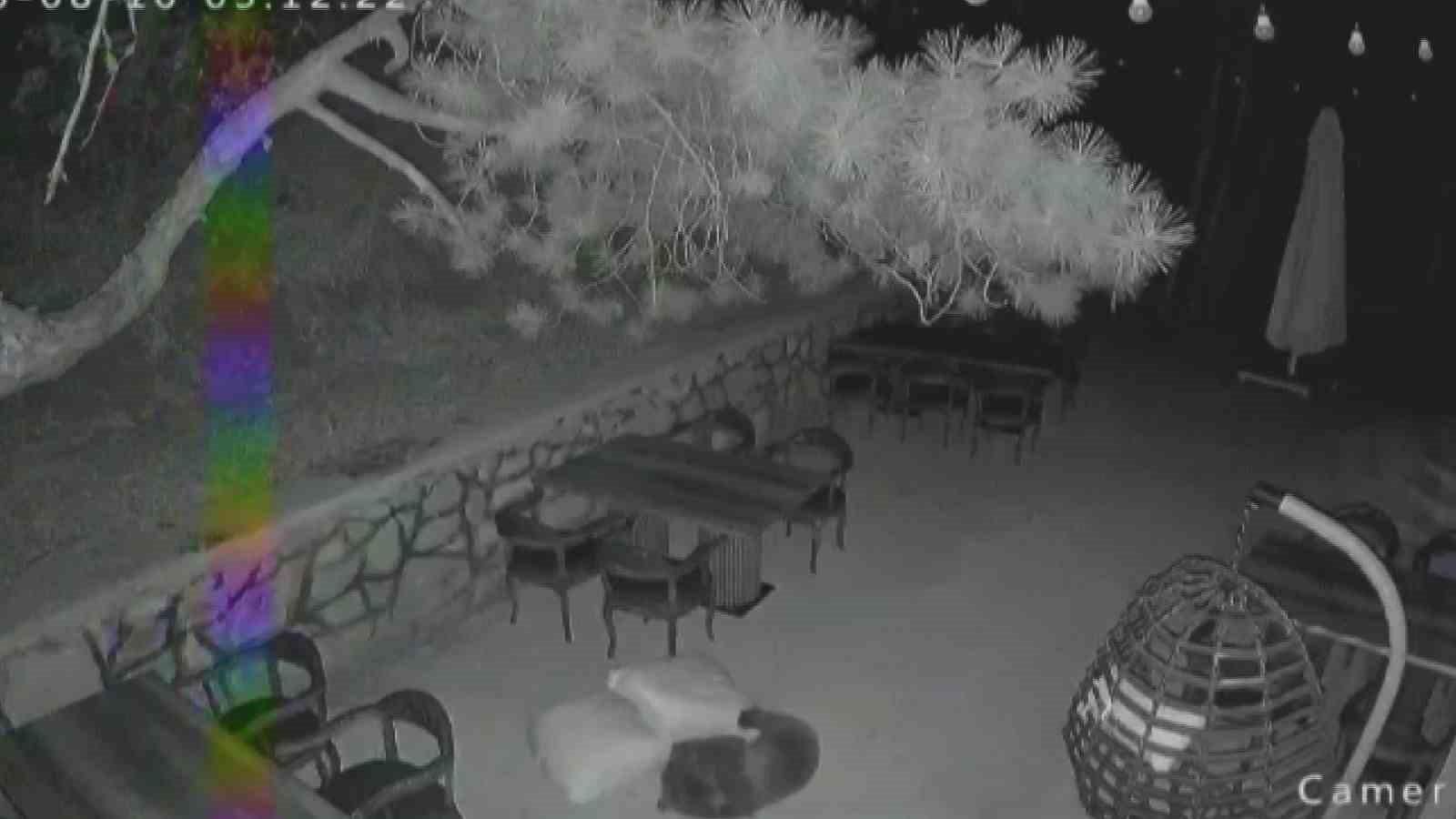 Ayı Yavruları Restoran Bahçesindeki Oyunlarıyla Göz Doldurdu