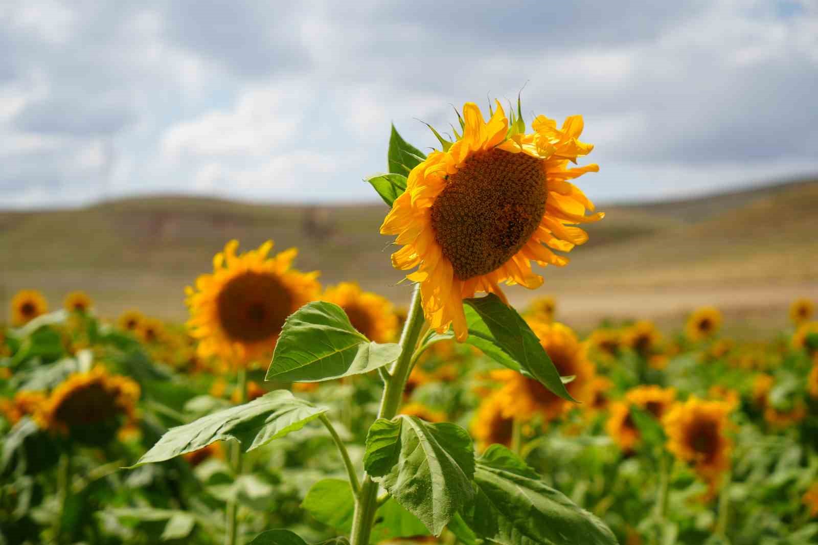 Ayçiçeği Tohumunda Gümrük Vergileri Değişiyor