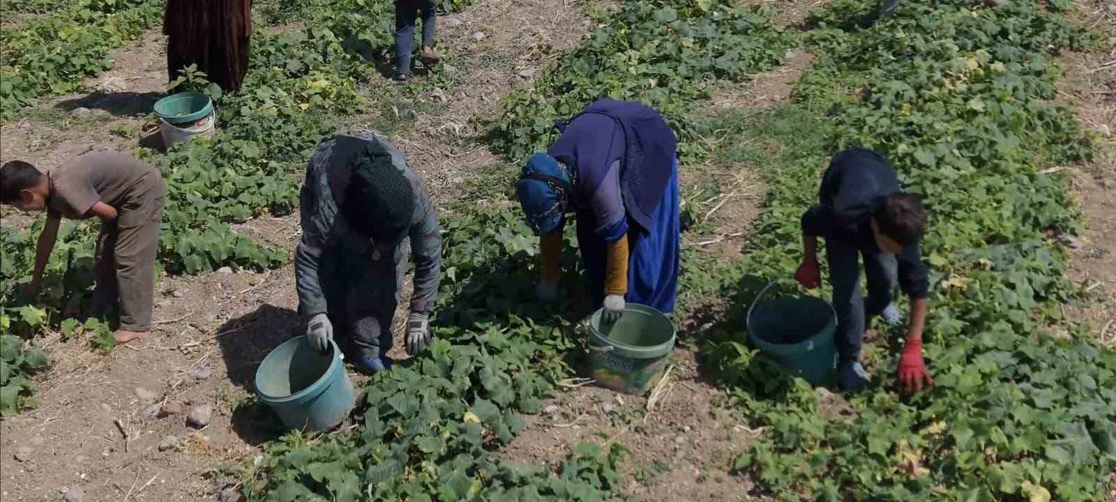 Çubuk'ta Turşu Festivali İçin Hazırlıklar Tüm Hızıyla Devam Ediyor