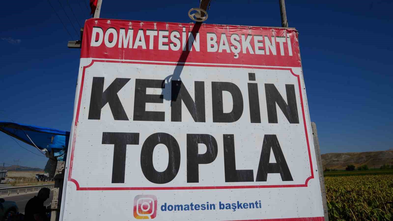 Ayaş'ta Domates Hasadı Yeniden Şekilleniyor: Tüketici Tarlaya Uğruyor