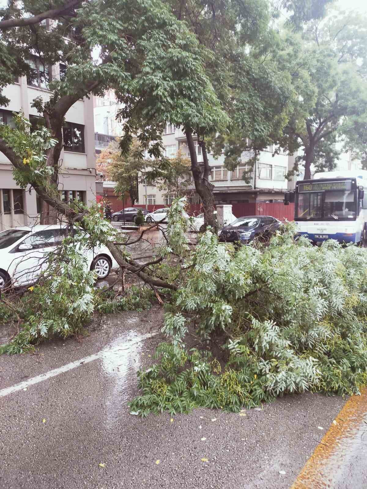 Yağmurun Kurbanı: Ankara'da Devrilen Ağaç Trafiği Felç Etti