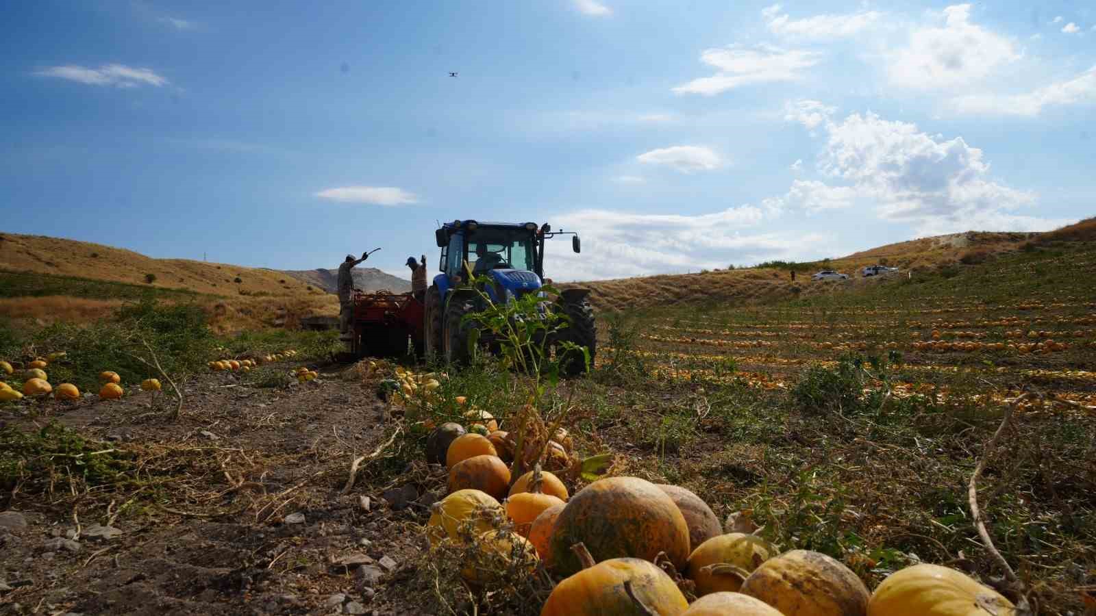 Ankara'nın Kabak Çekirdeği Hasadı Başladı: 13 Ton Beklentisi