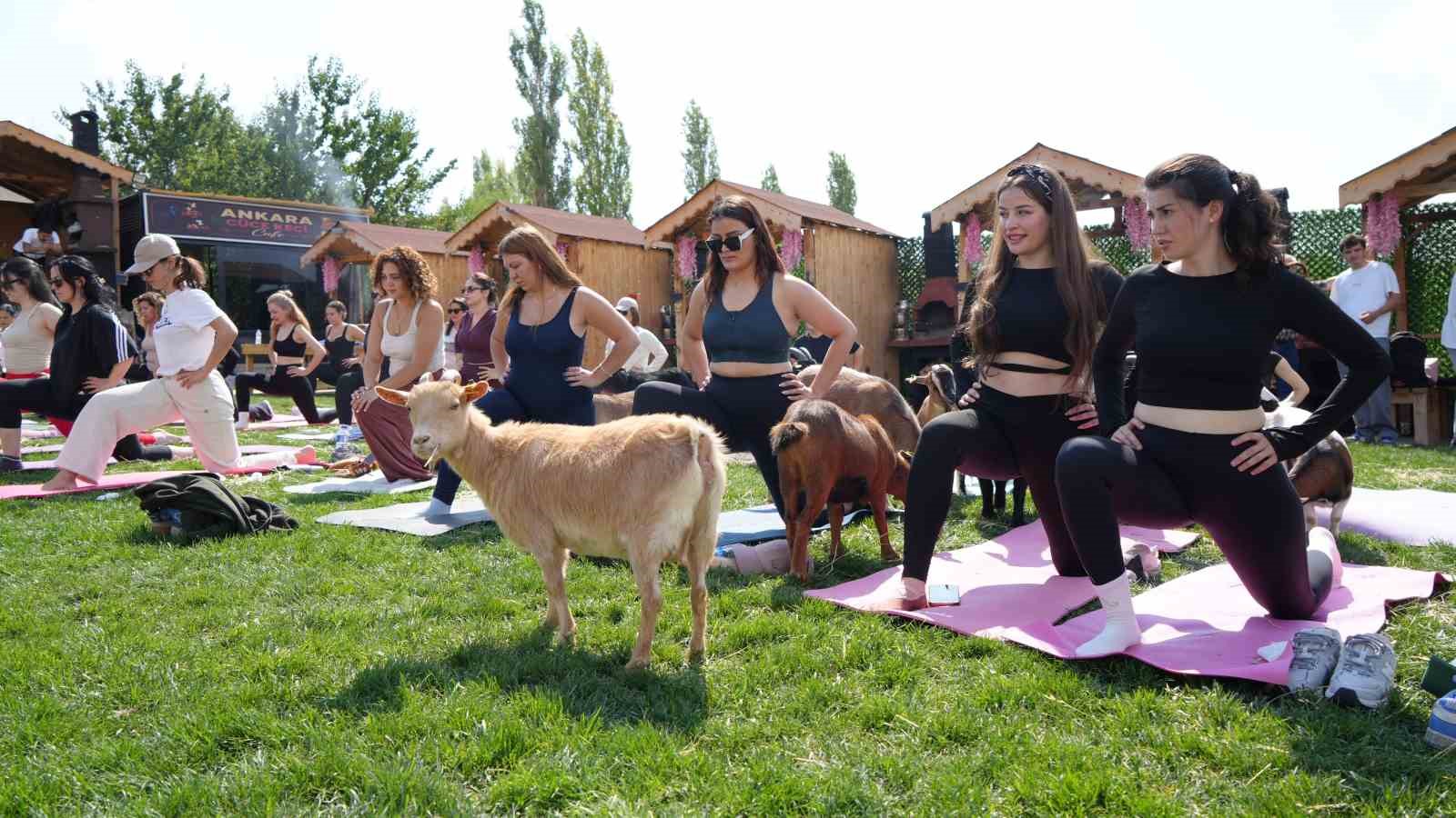 Ankara'da Spora Renk Katan Cüce Keçiler