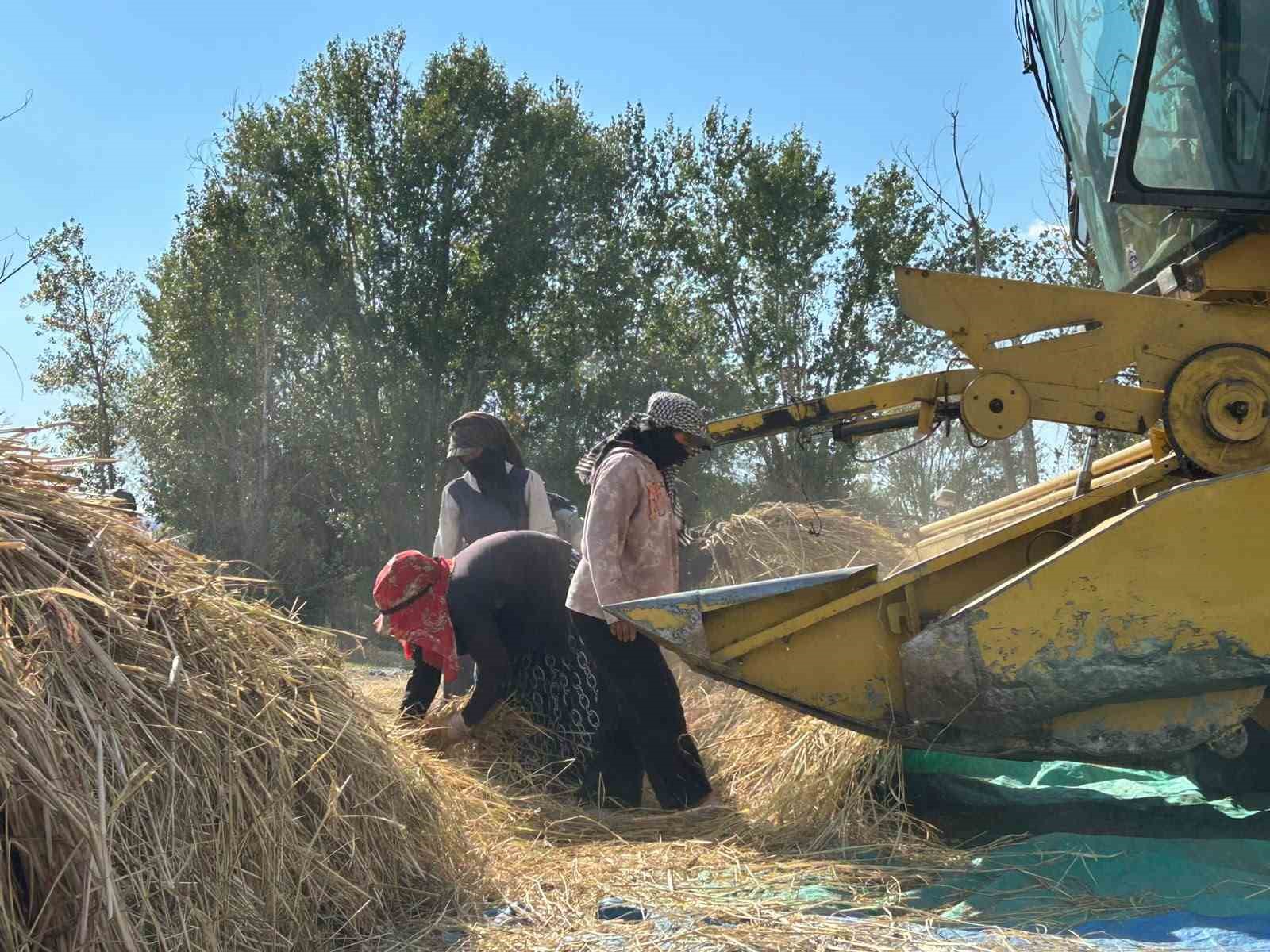 Kızılcahamam'da 40 Yıl Aradan Sonra Çeltik Hasadı Başladı