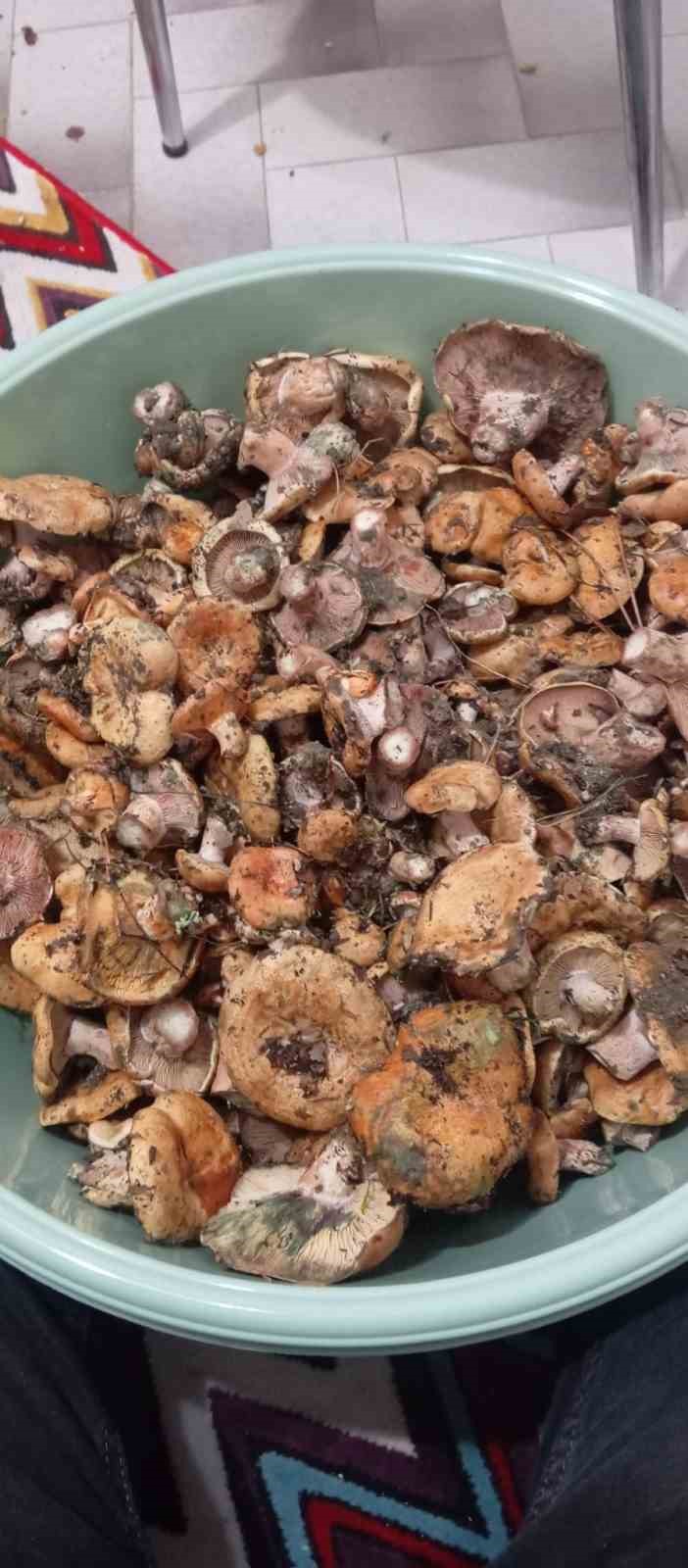 Ankara'da Kanlıca Mantarlarının Hasadı Başladı