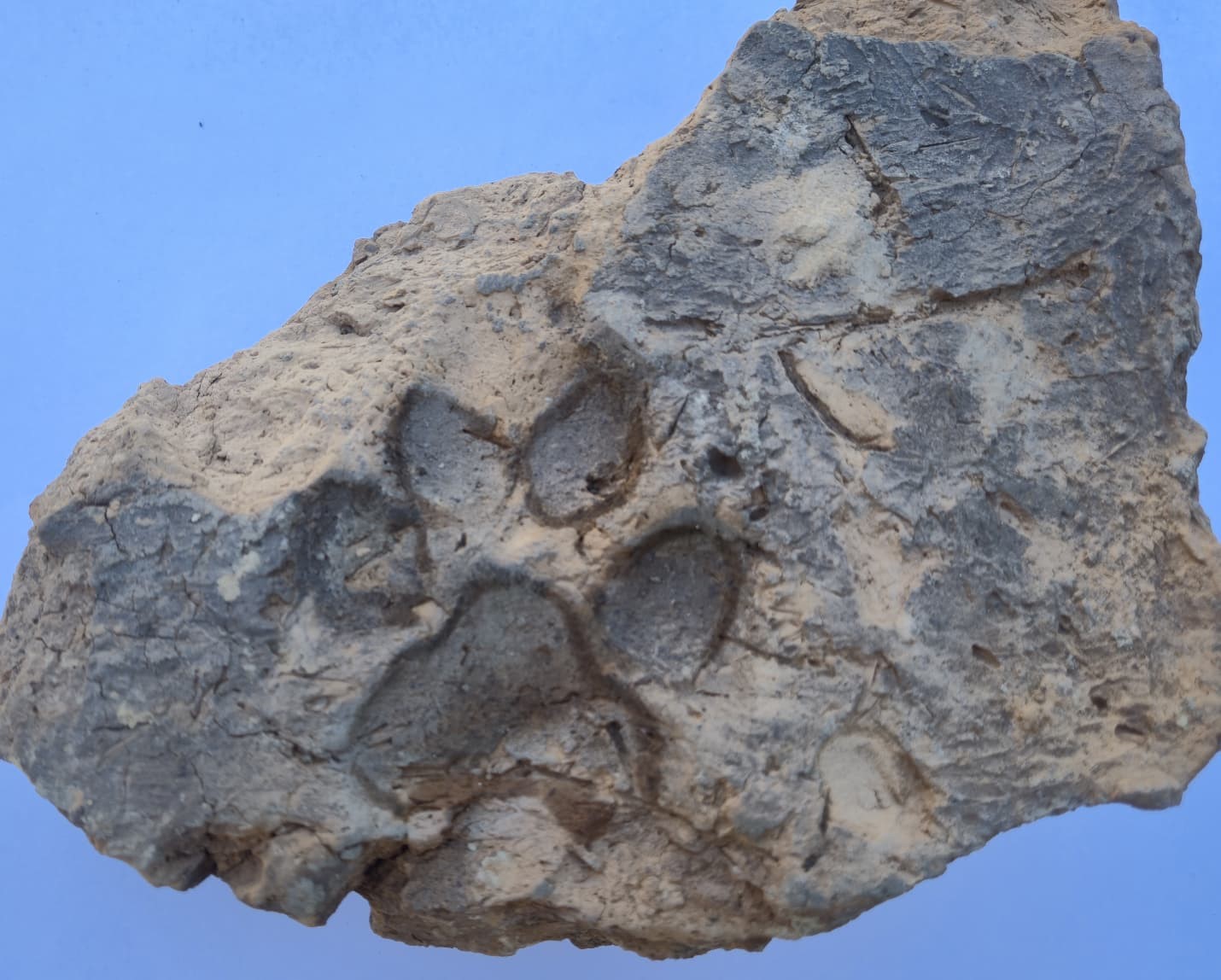 Tavşanlı Höyük’te 4 Bin Yıllık Köpek Pati İzi Keşfedildi