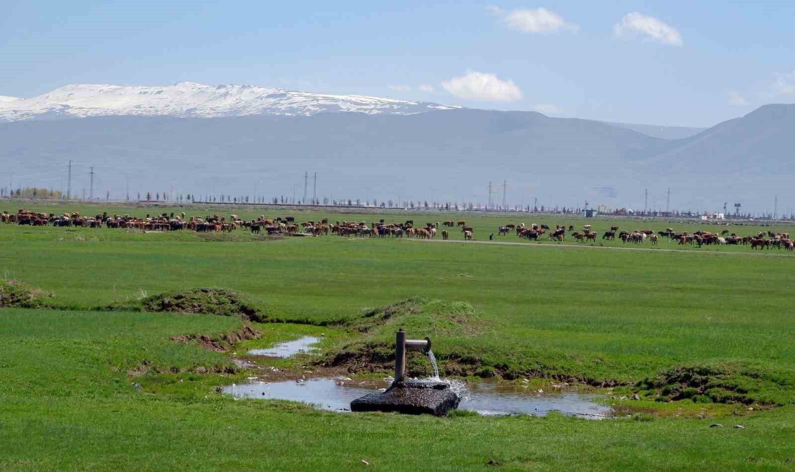Danimarka'nın 1933'te Erzurum ve Kars'ta Süt Üretimi Arayışı