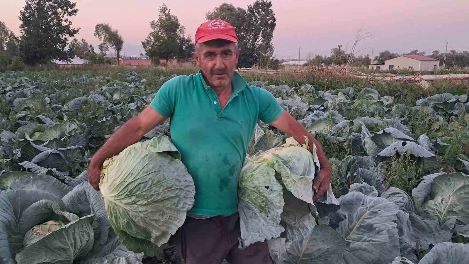 Söğütlü Mahallesi'nde Lahana Hasadı Başladı