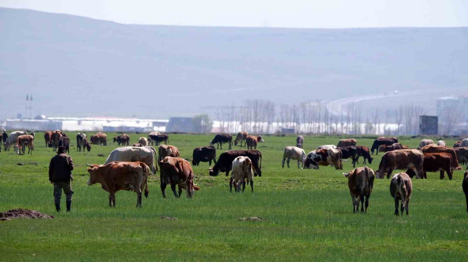 Hayvancılık Desteklemeleri İçin Başvurular Başladı