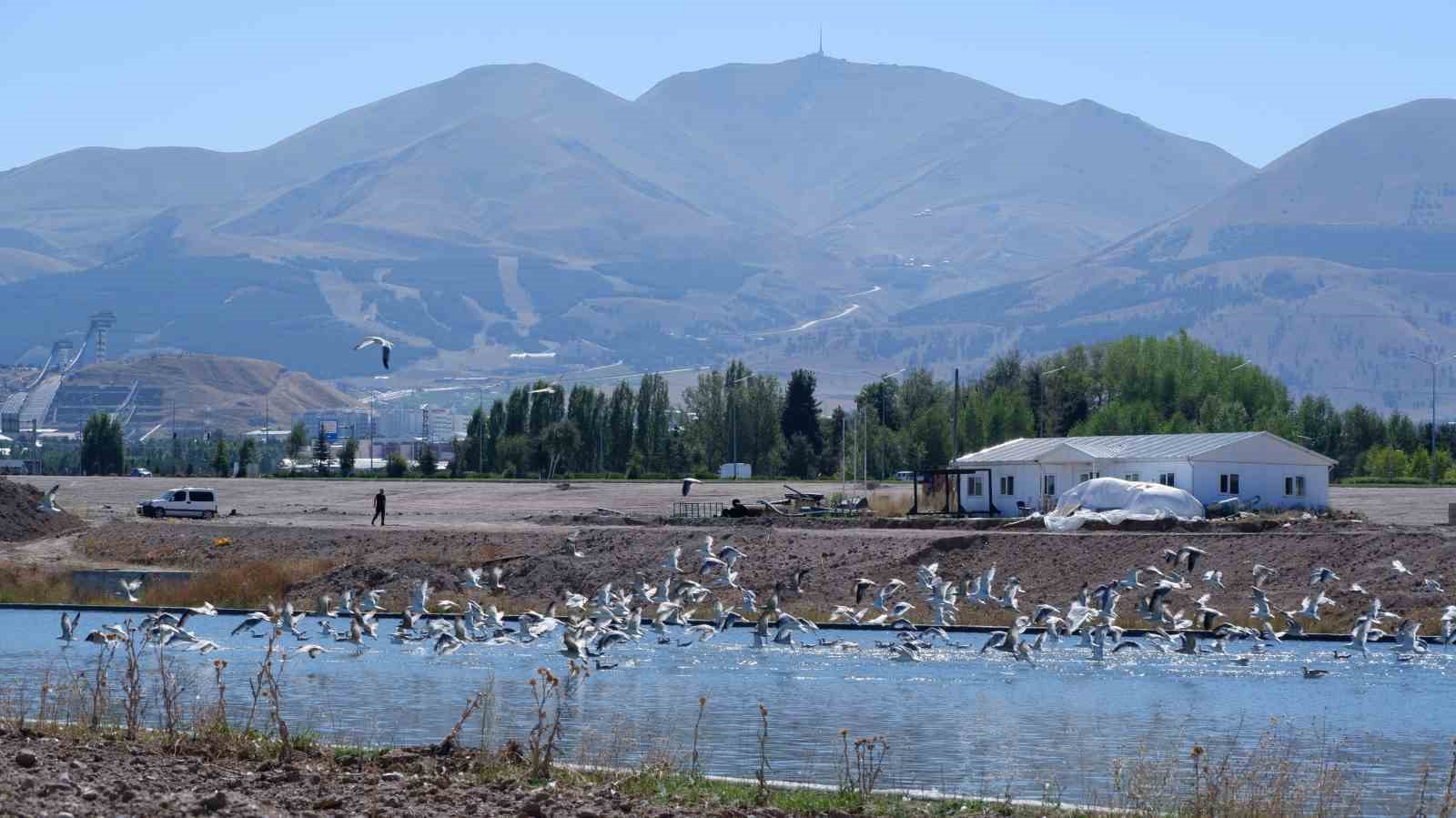 Erzurum’da Martı Ziyareti: Deniz Sesleri Şehre Taşındı