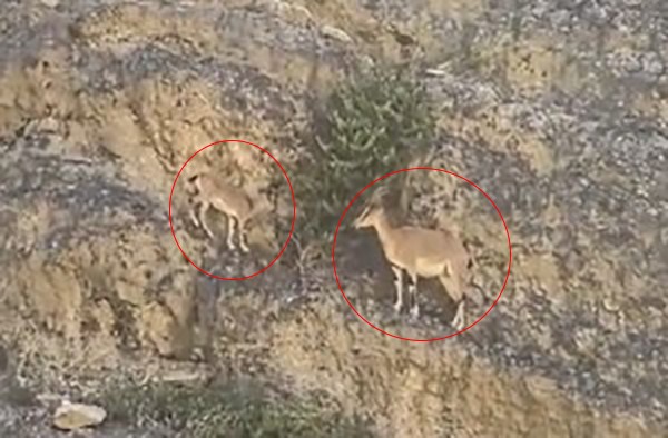 Bağcılar'da Dağ Keçileri Görüntülendi: Doğa Severlerin Gözdesi