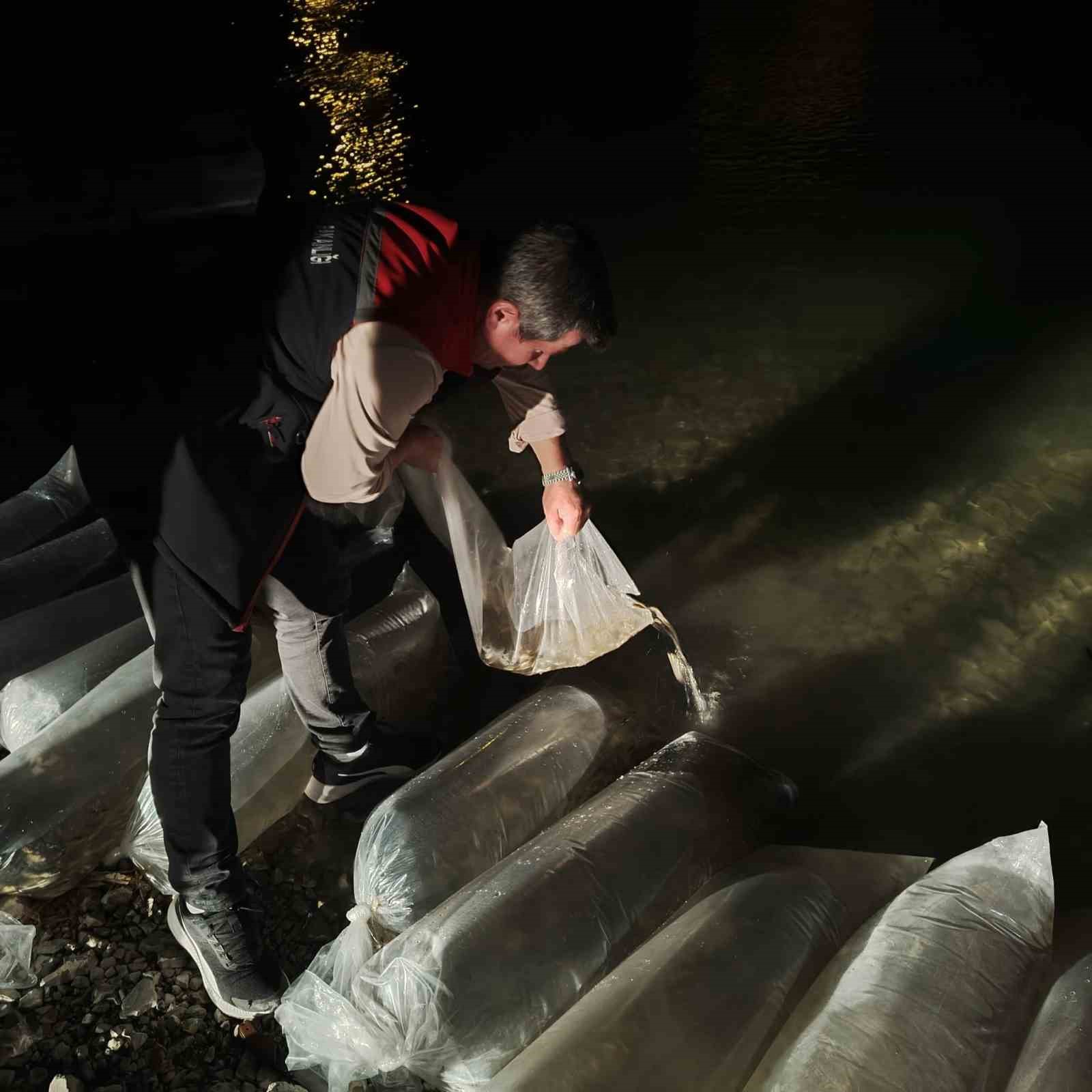 Erzurum'un Sularında 340 Bin Yavru Sazan: Ekosisteme Büyük Katkı