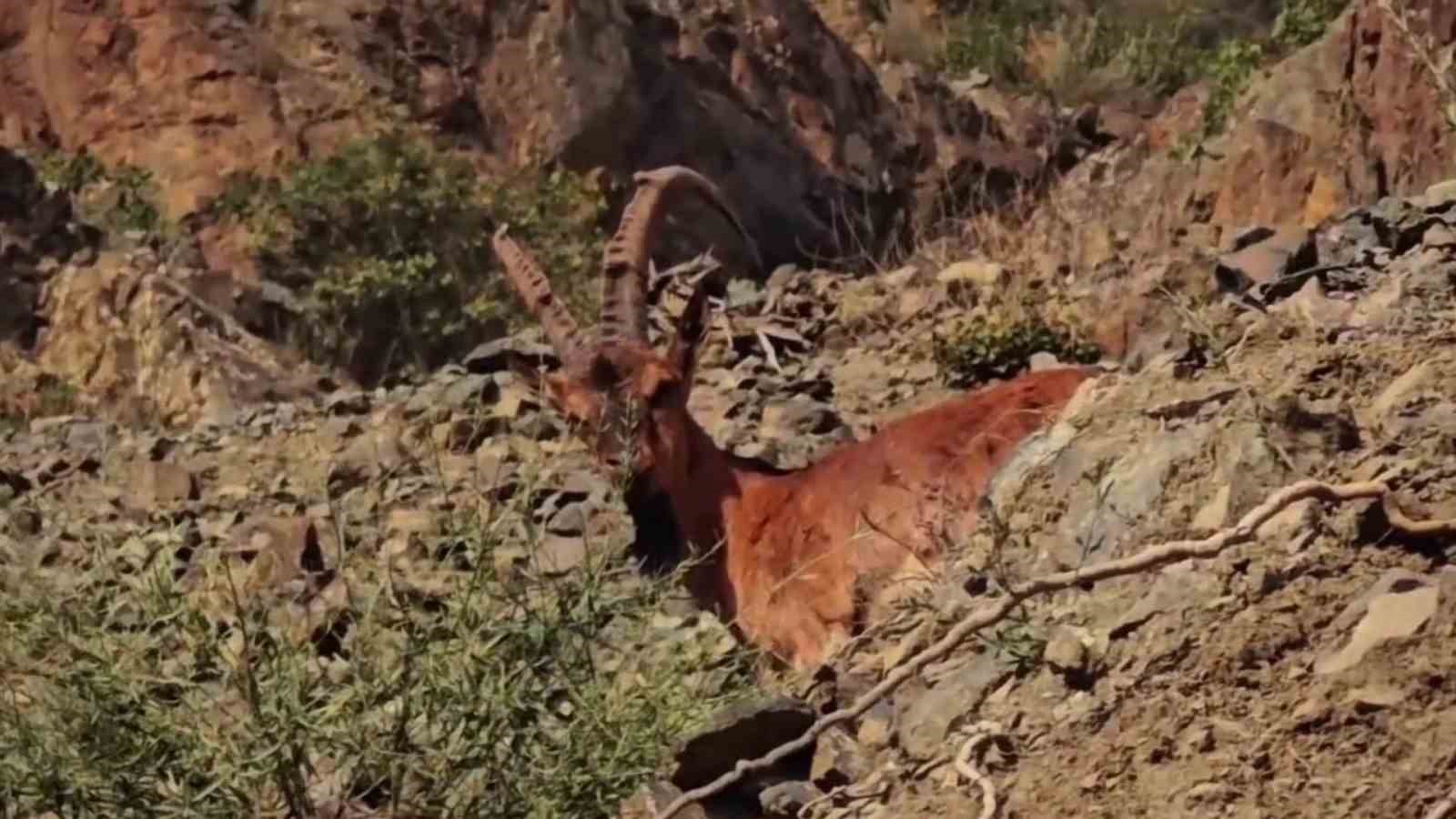 Tortum’da Yabani Dağ Keçileri Görüntülendi