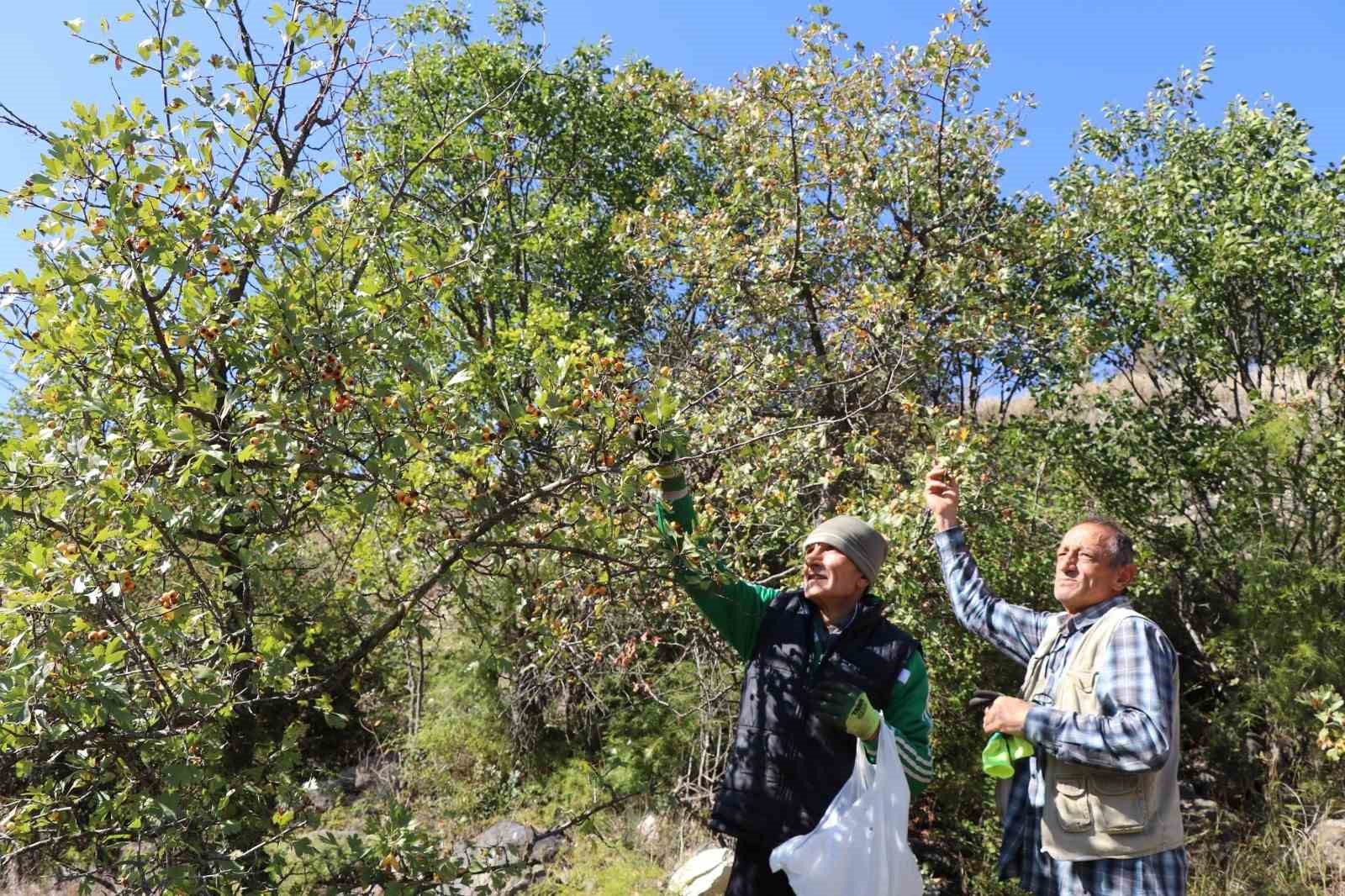 Erzurum'un Kalp Dostu Alıç Meyvesi İçin Dağlara Akın Var