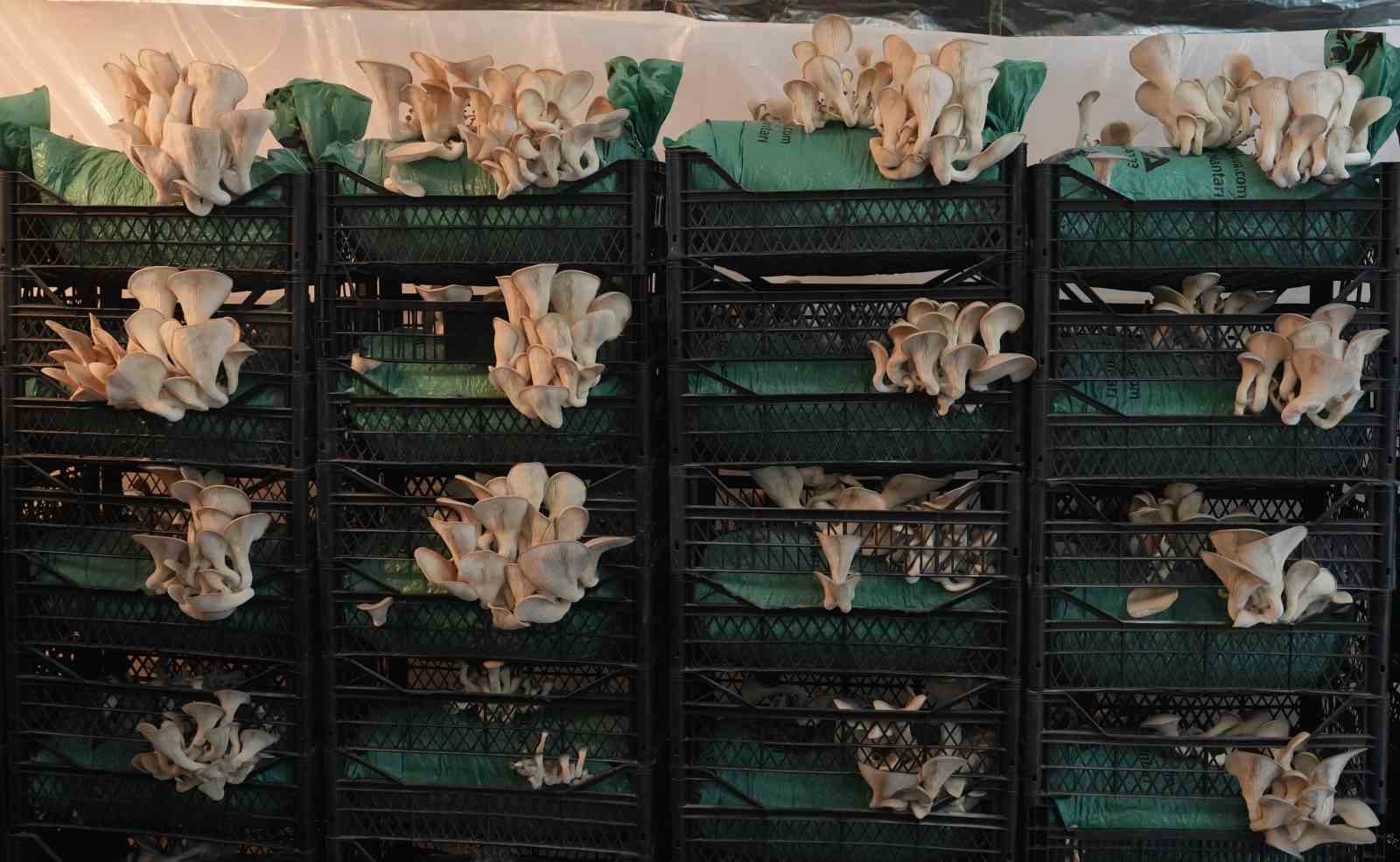 Erzurumlu Gençler İstiridye Mantarında Yeni Bir Dönem Başlatıyor