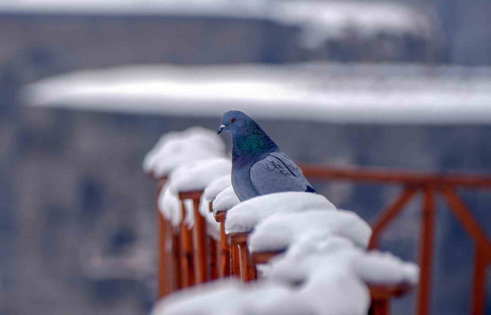 Erzurum Türkülerinde Kuş Motiflerinin Sırları: Güvercin ve Turna