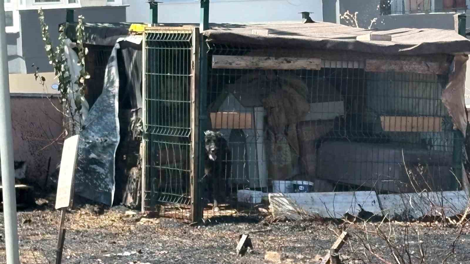 Çanakkale'de Yangında Mahsur Kalan Köpek Kurtarıldı