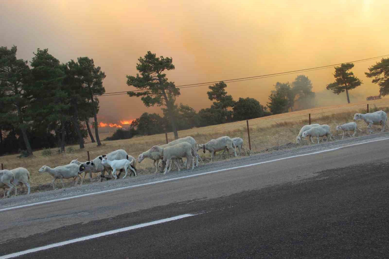 Bayramiç’te Orman Yangınına Hızla Müdahale Ediliyor