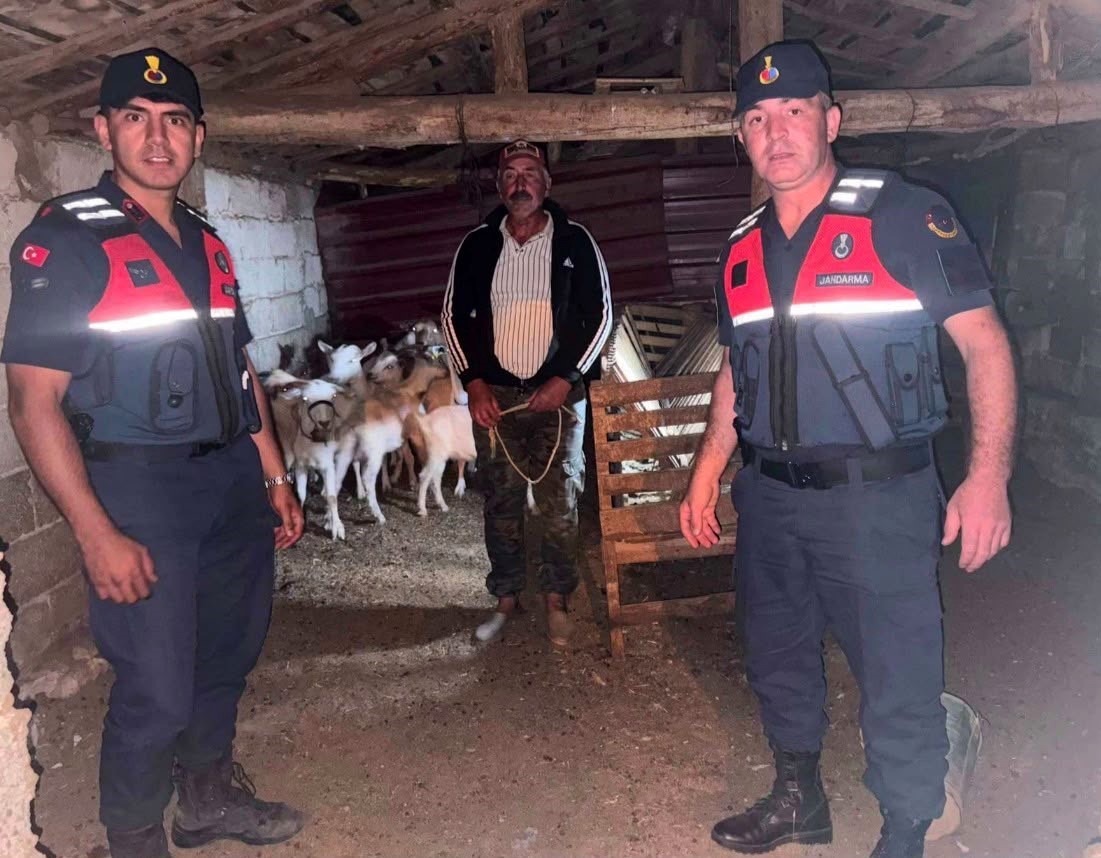 Kaybolan 15 Küçükbaş Hayvan Ormanda Bulundu